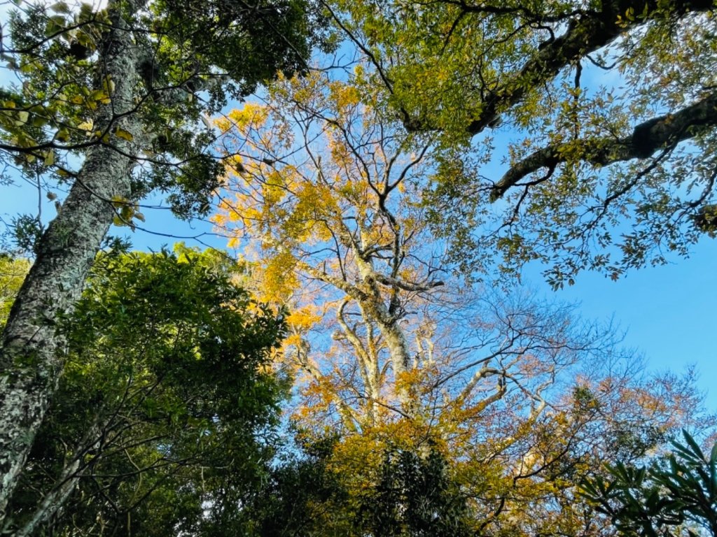 【內鳥嘴山】金黃色山毛櫸_1202561