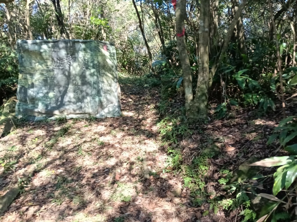 基隆市界寮縱走之七分寮山+友蚋山+印地安頭像+七汐農路O型_2968001