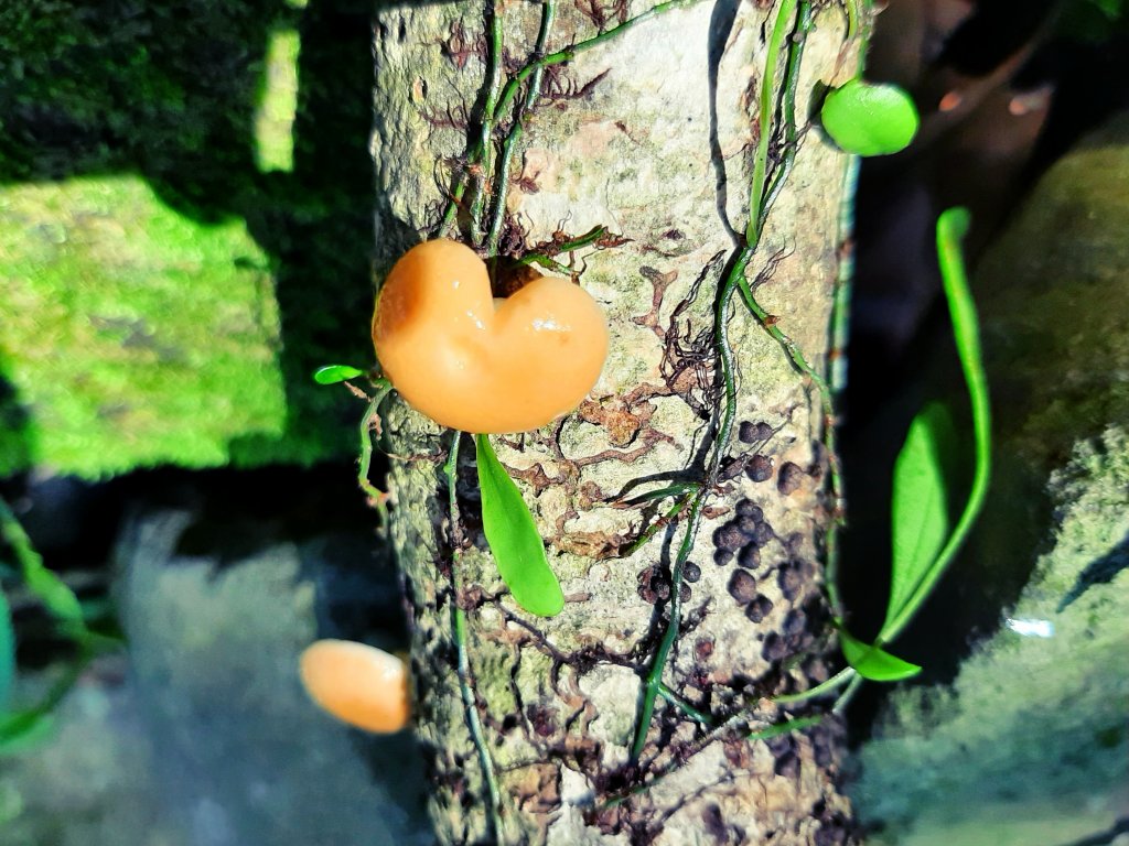 陽明山神秘綠境 • 鹿角坑保護區_2038607