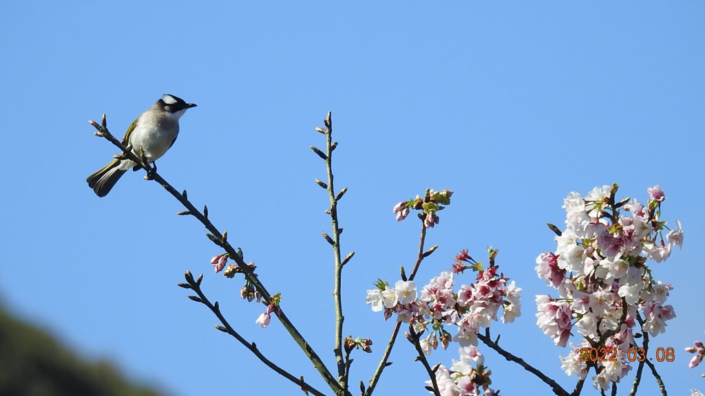 春暖花開，鳥語花香封面圖