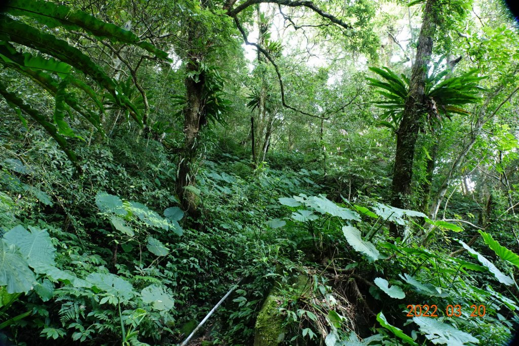 桃園 復興 那結山(那是山)_1649193