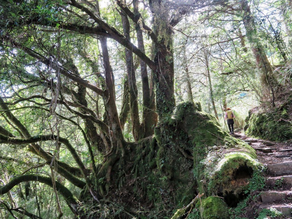 鹿林山 鹿林前山 麟趾山塔塔加三山縱走_1741195