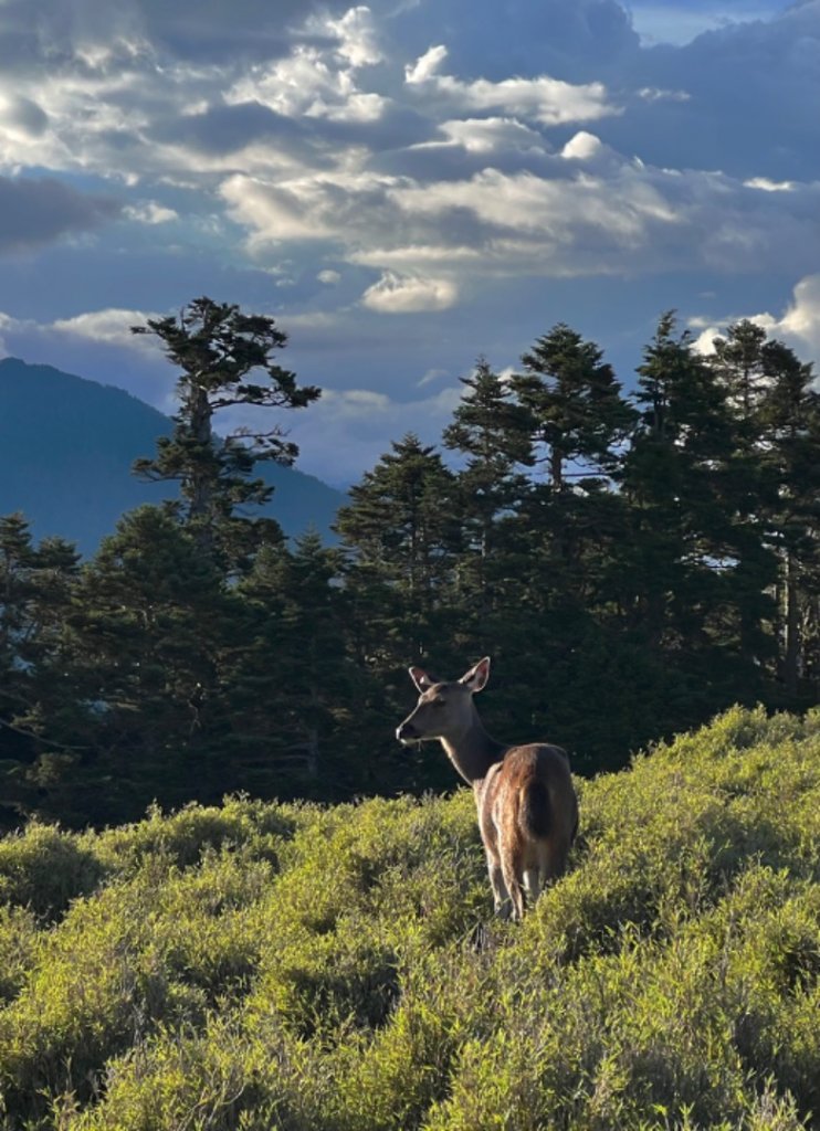 磐石山的水鹿_1777281