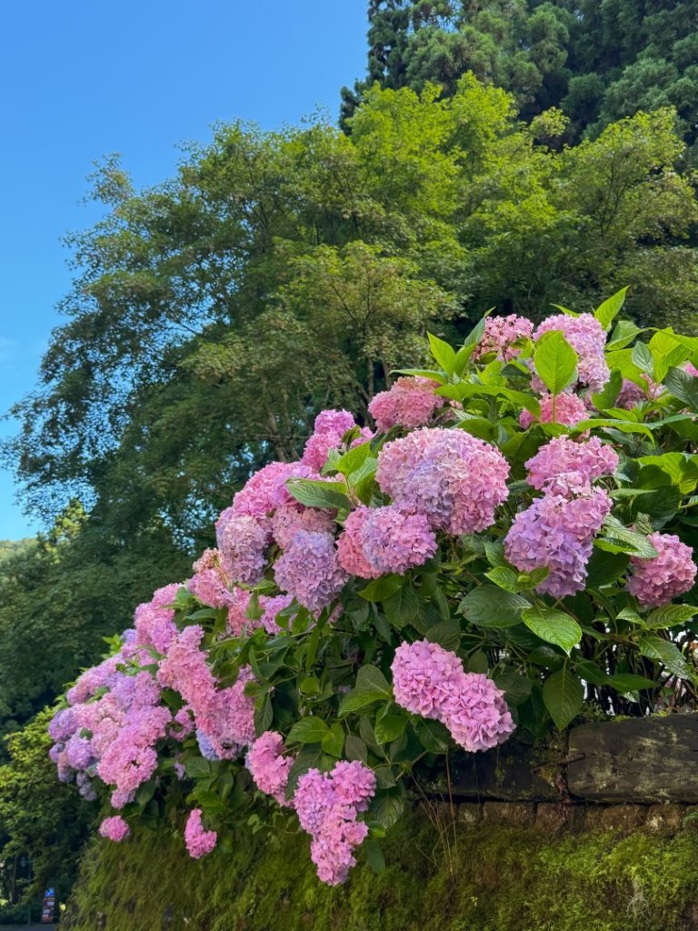 鹿屈山-杉林溪賞花趣_2816497