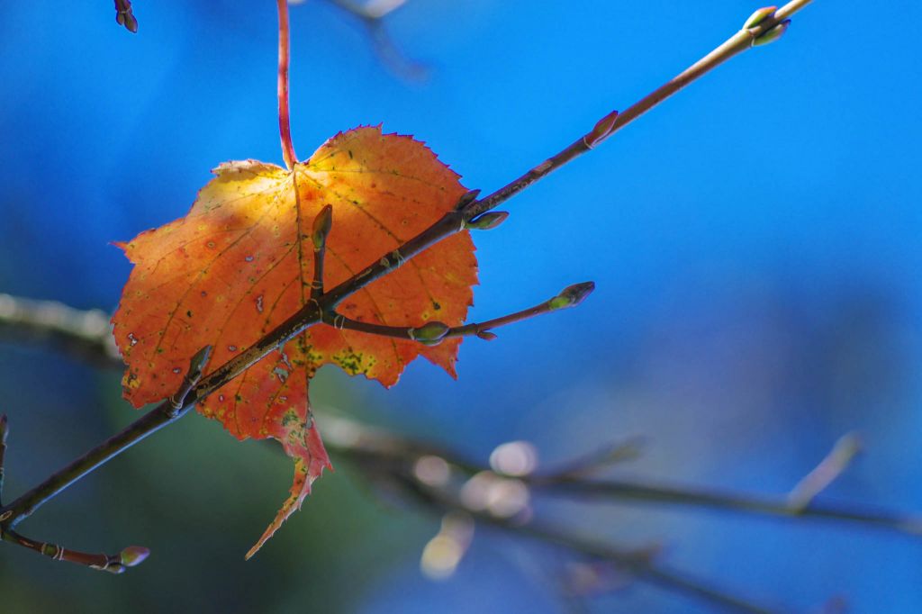 鳶嘴稍來步道(紅榨槭)_233269