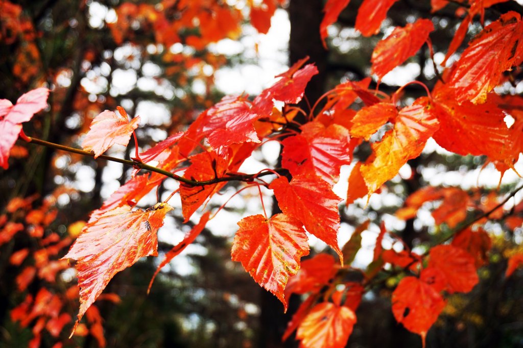 深秋。楓紅封面圖