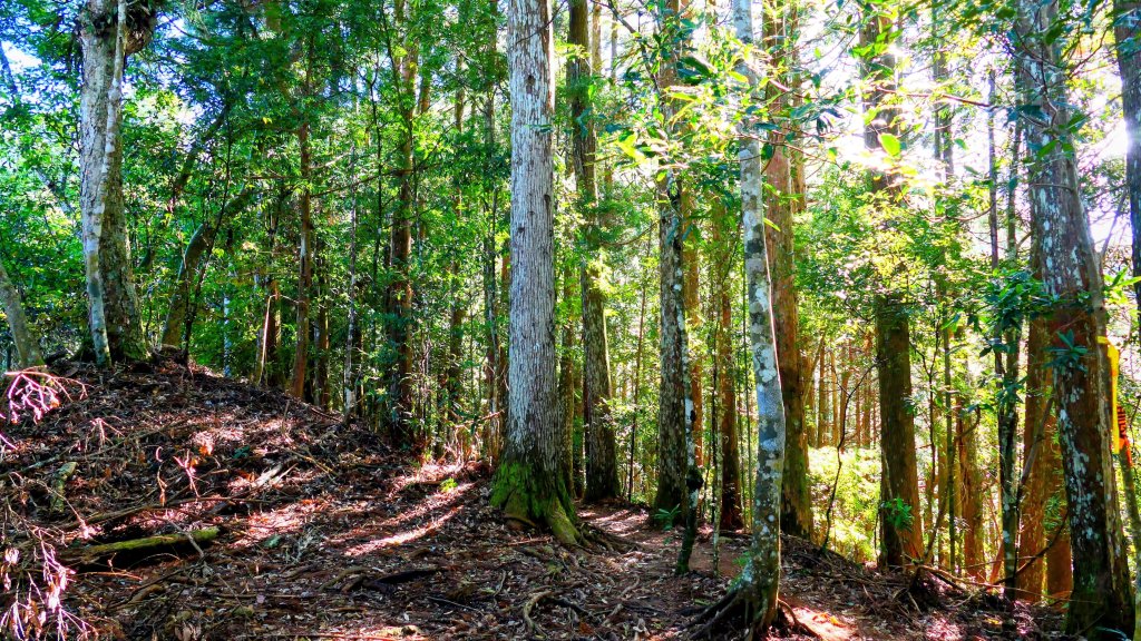 油羅山(一上三下)_2959132