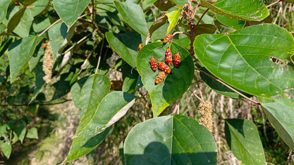 大橫屏山（南投小百岳）_1959458