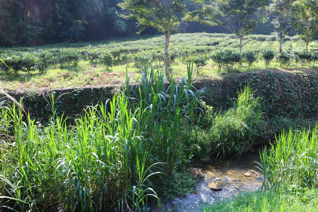 南投魚池~花茶香田園好風光~澀水田頂步道_1026761