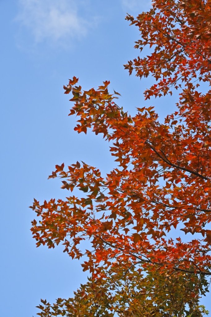 鳶嘴稍來步道賞楓季 ，大雪山門票優惠到12/31！_2969538