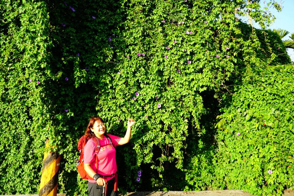 古坑荷苞山步道賞桐花_917296