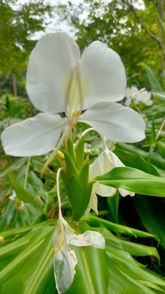 雲潭瀑布步道/青年嶺步道/燕子崖/蝙蝠洞/野薑花溪步道/綠色隧道 環狀_1779334