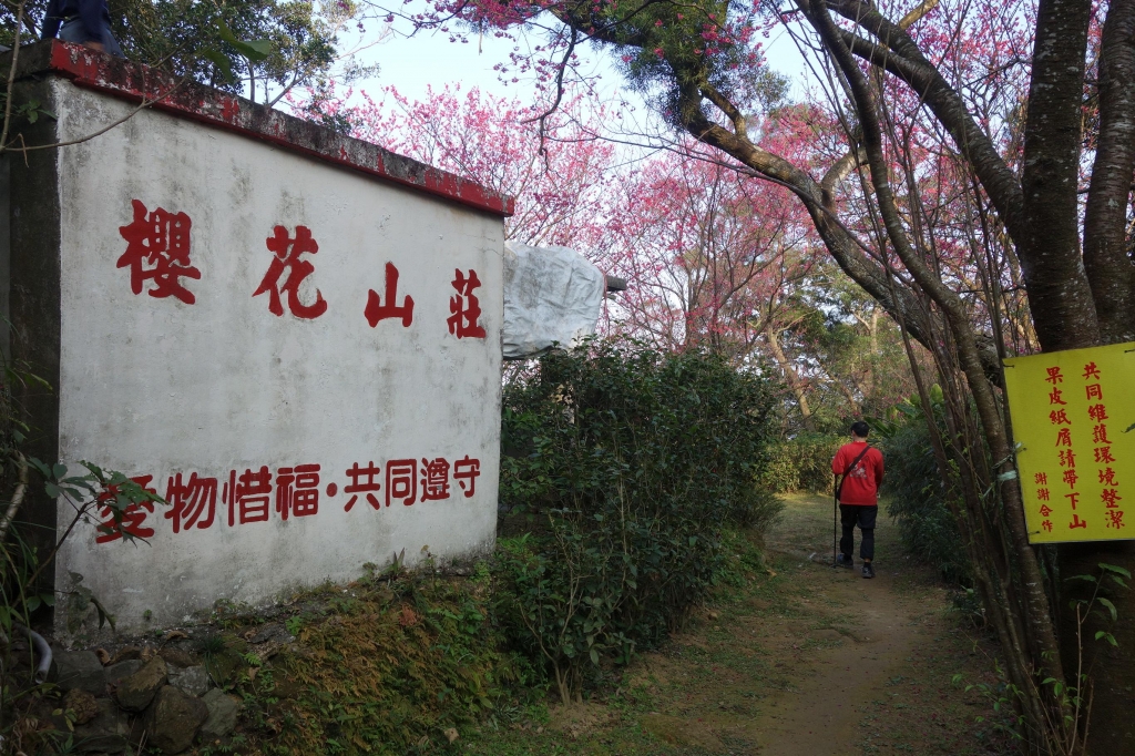 台北賞櫻祕境-櫻花山莊_11810