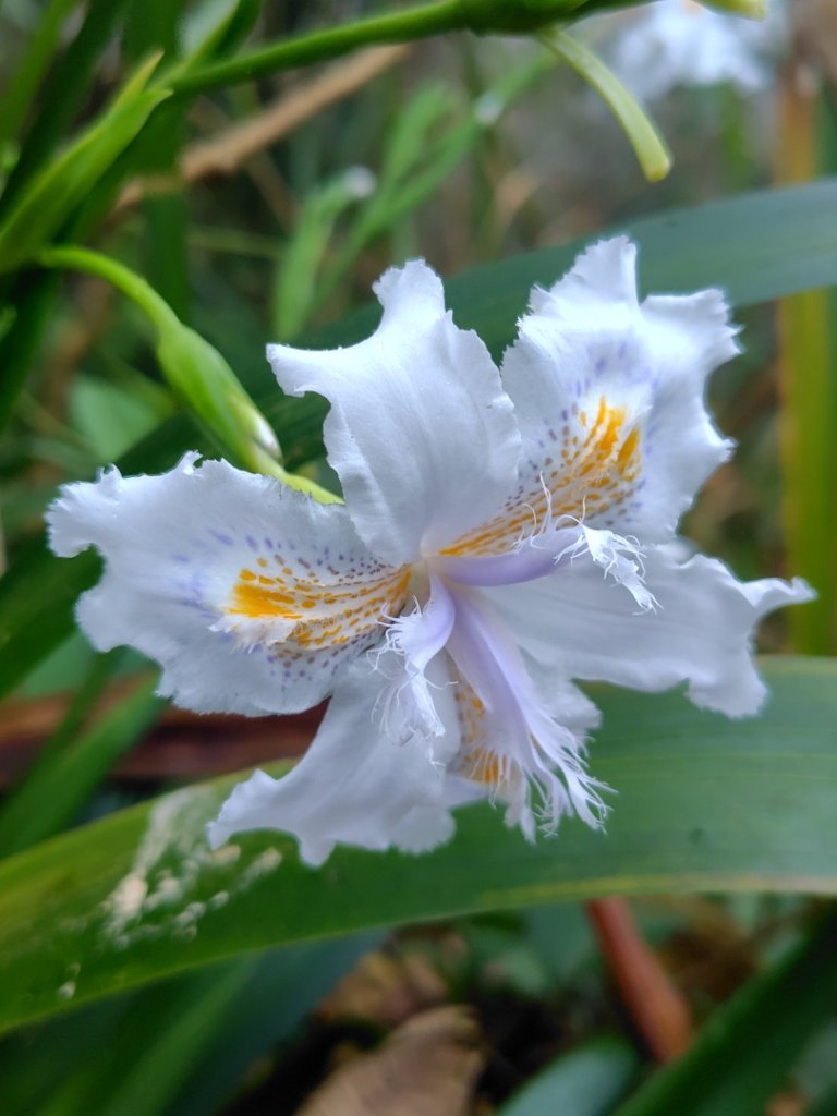 苗栗關刀山_2975059