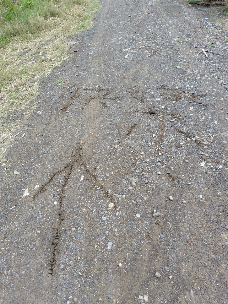 恆春大縱走連走白沙彌山出呆風草原_2991537