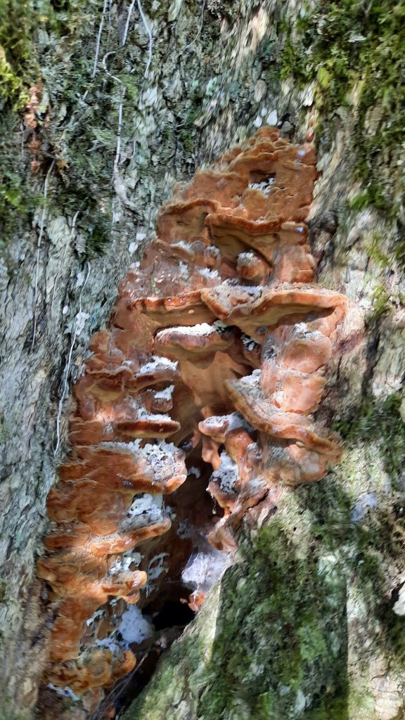 《台中》秋紅約定｜鳶嘴稍來山國家步道上稍來山賞台灣紅榨槭20211205_1538520