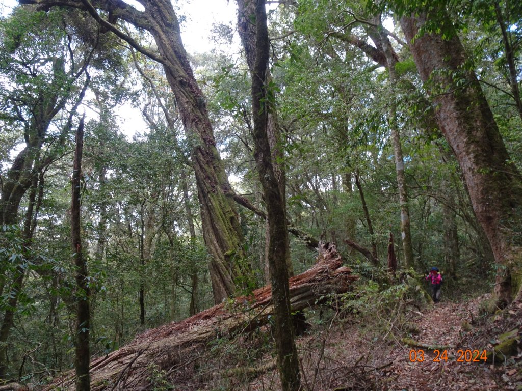 伊利雅娜產道（一般車停車處步行單程約5K產道）至登山口轉接山徑登北霞山往返_2461257