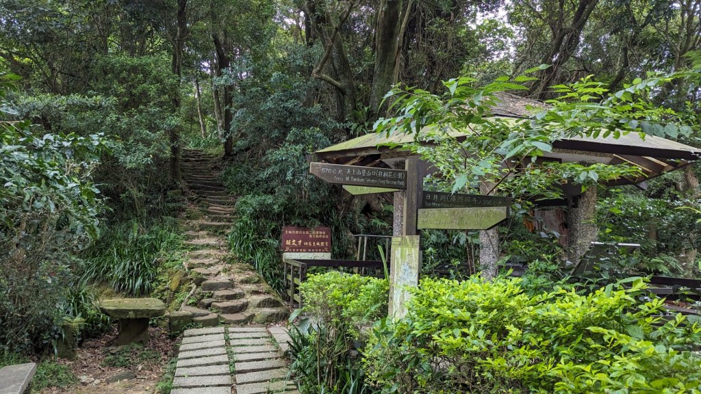 天上山 桐花公園來回封面圖