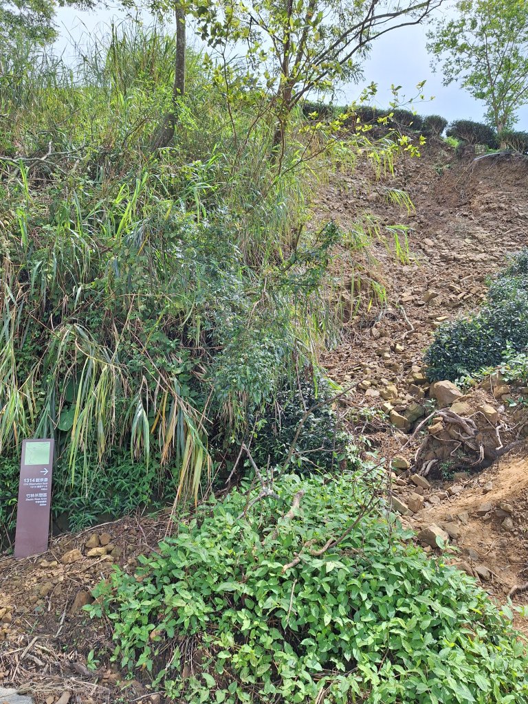 三鼠眉毛縱走@瑞峰20240825_2580427