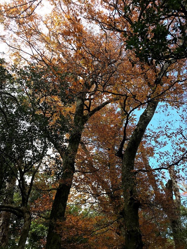 內鳥嘴山賞山毛櫸順遊北得拉曼巨木步道神木群20181107_1964089