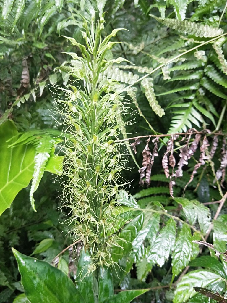 202009 組合山，雲森四瀑_1106116