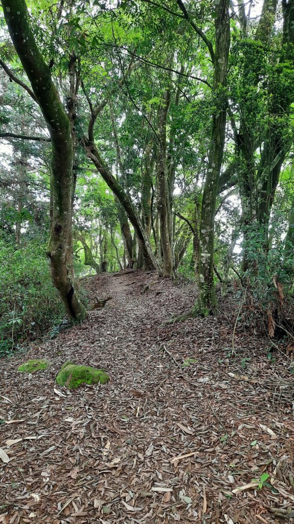 《南投》望玉山的部落｜信義望鄉部落獵人古道登望美山20220408_1666759