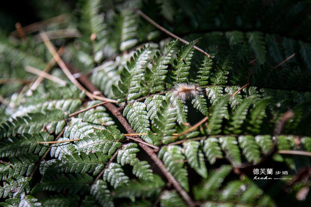 德芙蘭步道_1278437