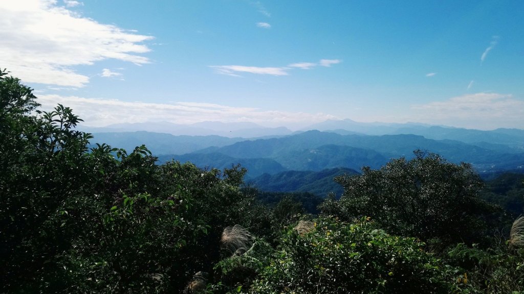 大尖 四分尾 耳空龜 20181125_465213