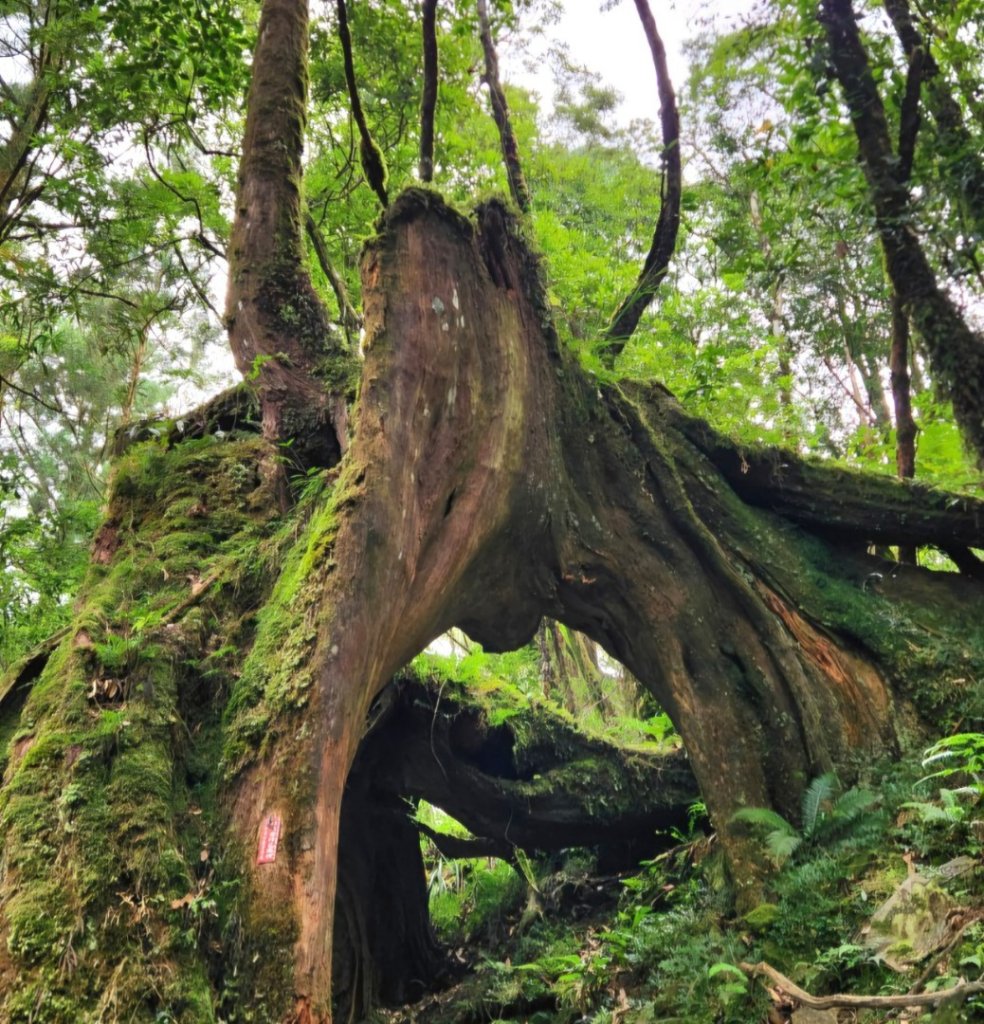 【中級山步道】十七歲少女之湖，松蘿湖_2745001