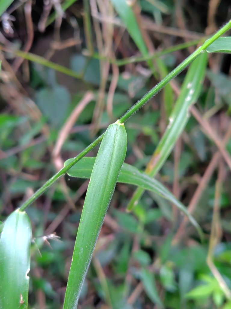 鳳鳴古道 鳳鳴山 南隘勇（南長城）古道 三湖山 八達嶺（龍骨）古道 綠色古道 延平古道_2975117