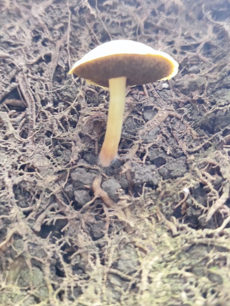 微笑山線之望月亭段_2849015