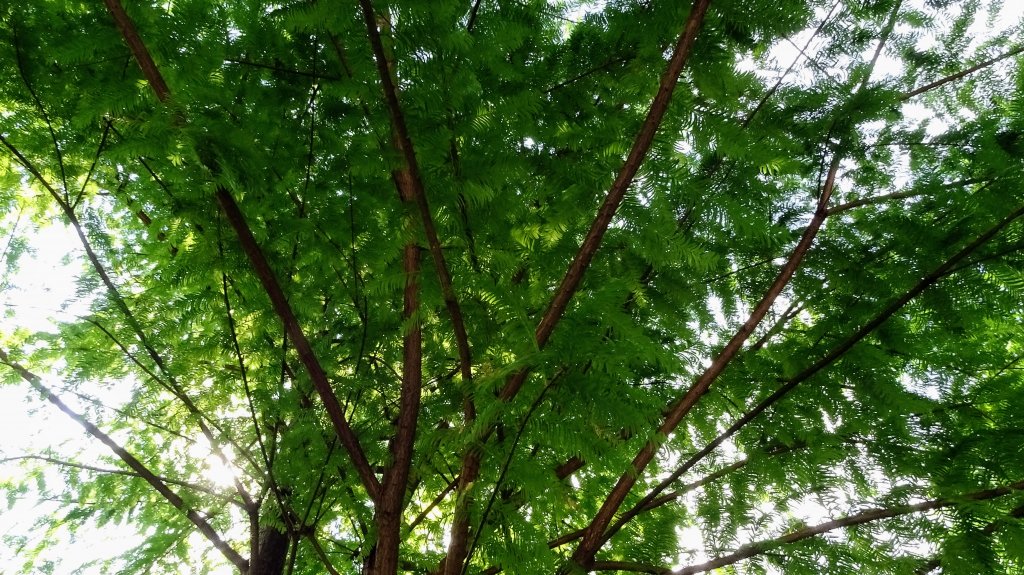 槓尾山,四分尾山,和尚頭山,大尖山_2244887