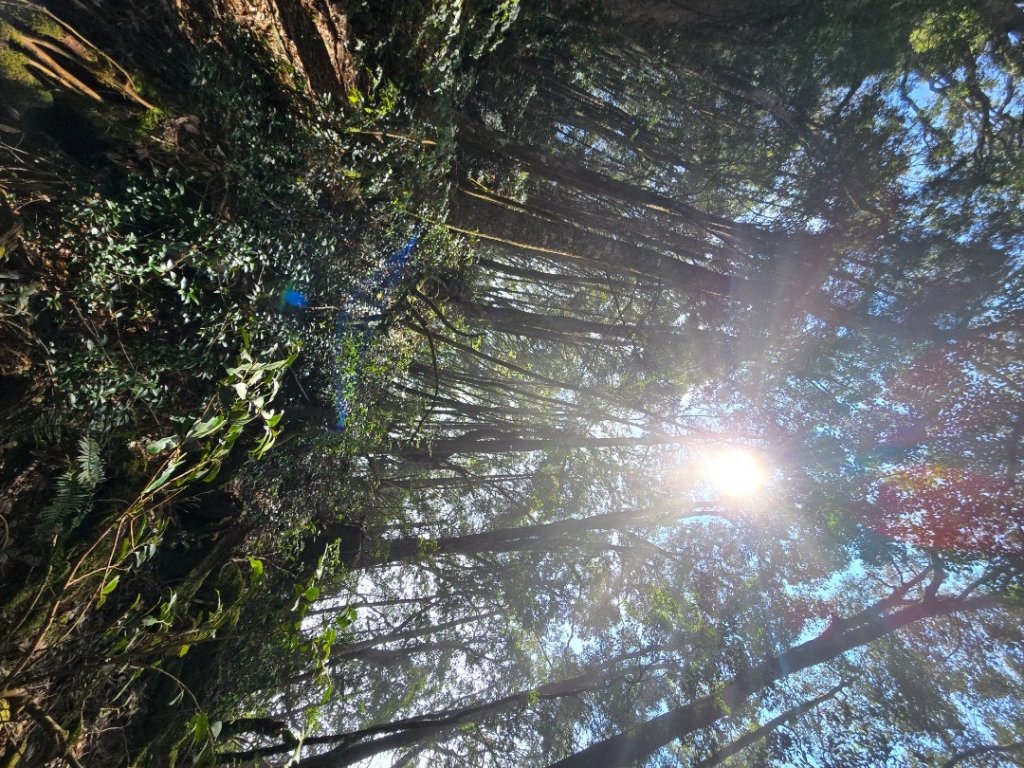 蝶夢八唐（裡冷登山口往返）八仙山出雲海下山順賞富士櫻_2722703