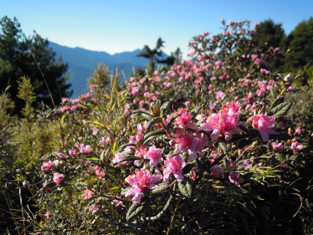 武陵四秀_桃山_喀拉業山_池有山_品田山20150514_1961280