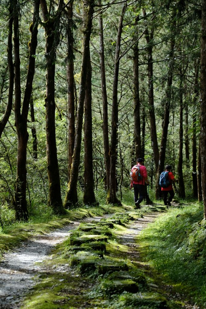 水青岡換新裝~探索太平山的原始森林_349132