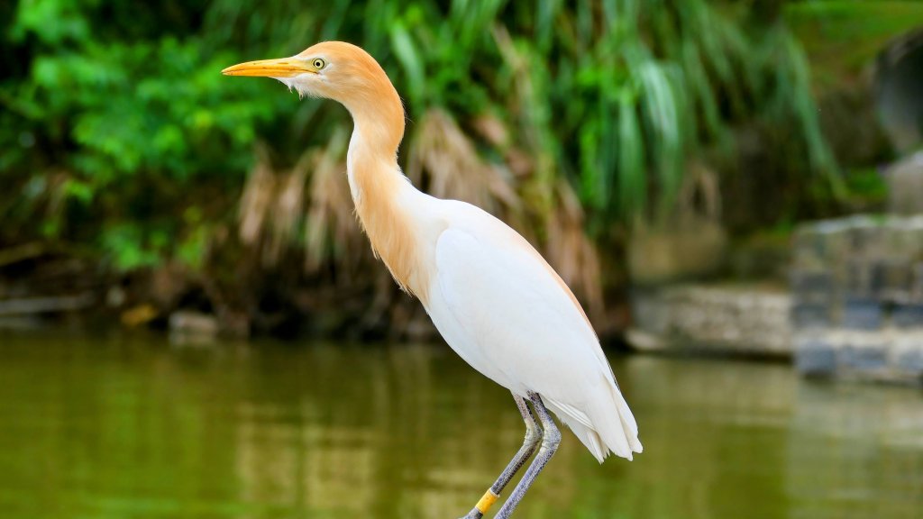 白石湖沒有百合花。晶片關稅封面圖