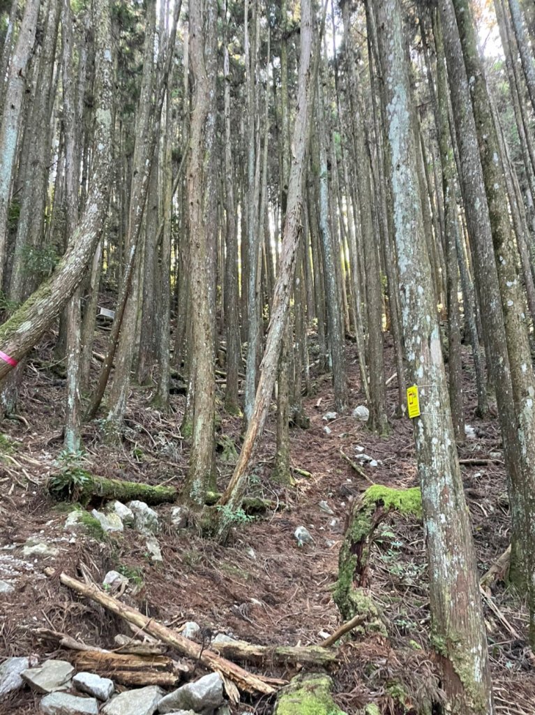 谷關七雄  老二  馬崙山  郊遊_1469037