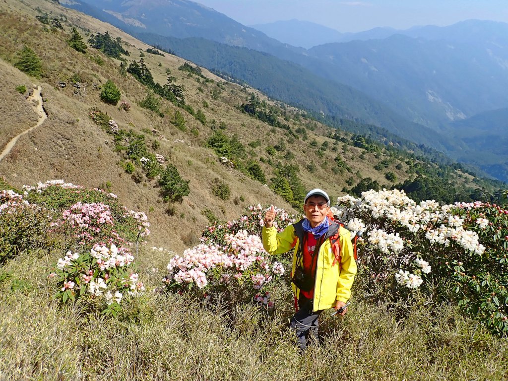 小奇萊賞杜鵑   2019/04/10_564011