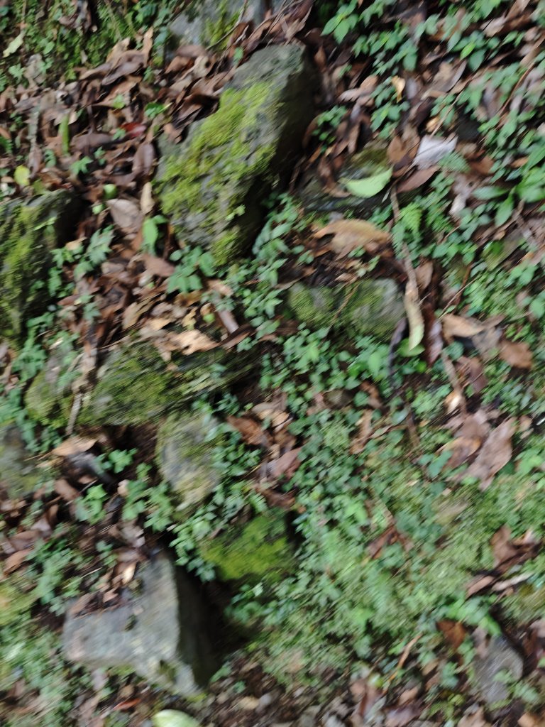 2025_0713 拉拉山神木群步道_2837419