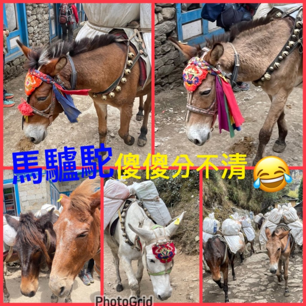 尼泊爾聖母峰EBC基地營❤️人物篇_2803397