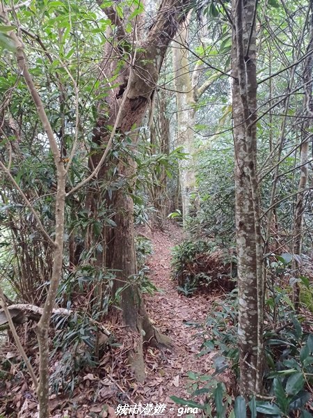 【苗栗銅鑼】健行賞花兩相宜。 銅鑼雙峰山x2023杭菊花季_2355262