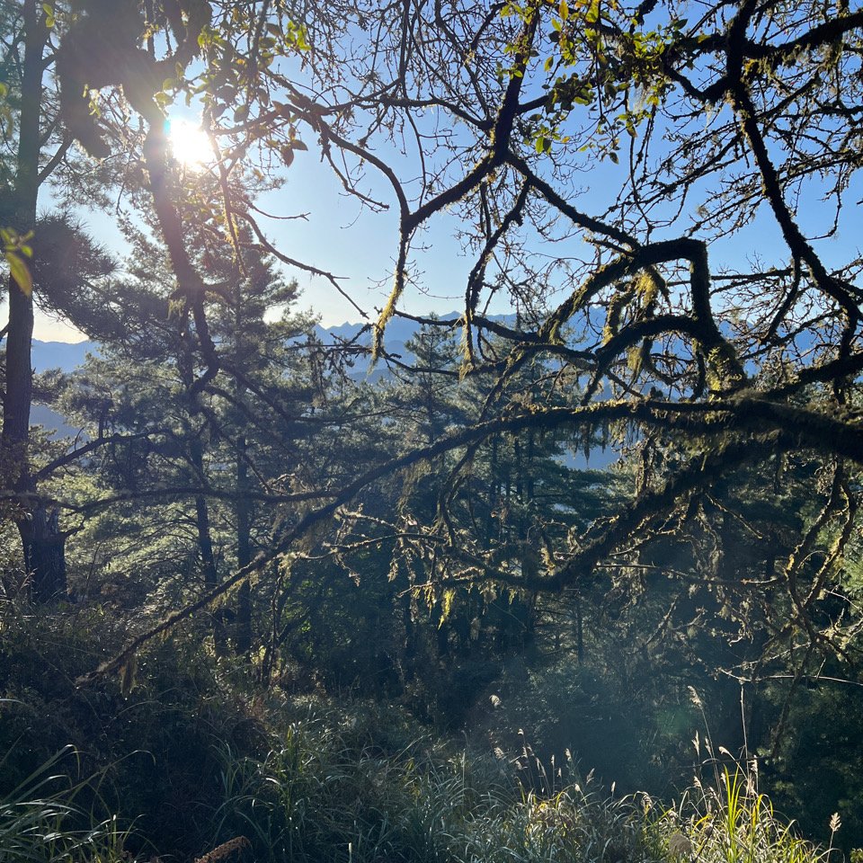 2022/03/08觀霧山莊-雪見遊憩區_1635586