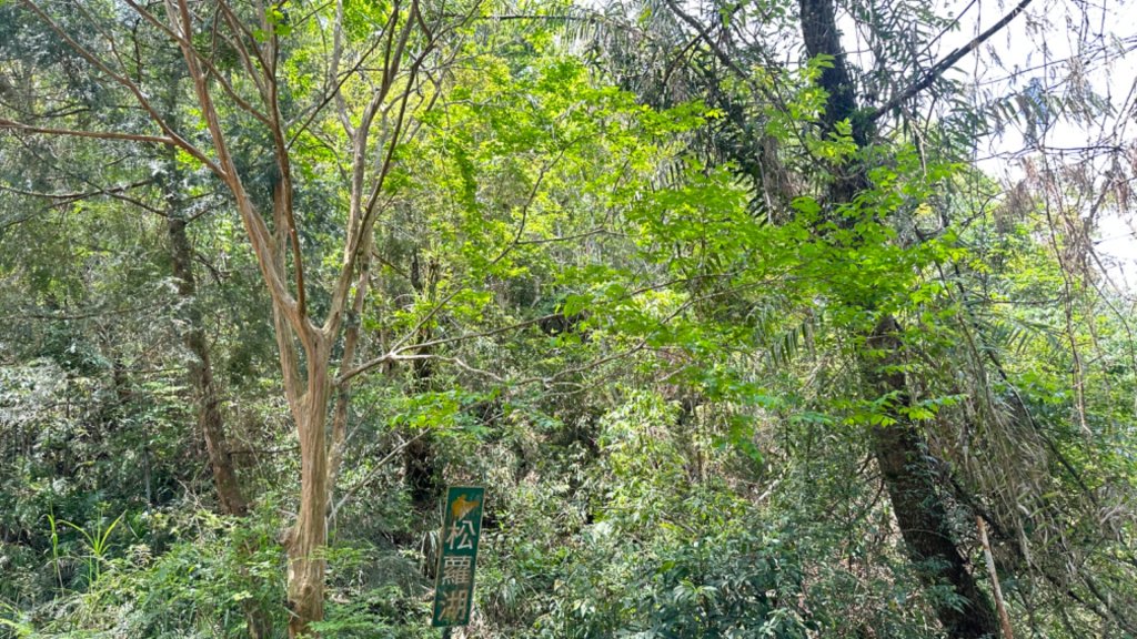 20240419-20松羅湖二天一夜_2767356