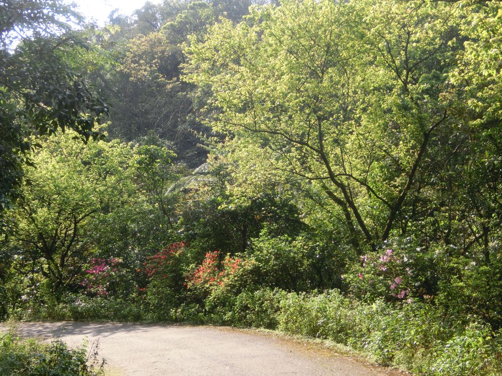 平湖森林步道．內平林山_109270