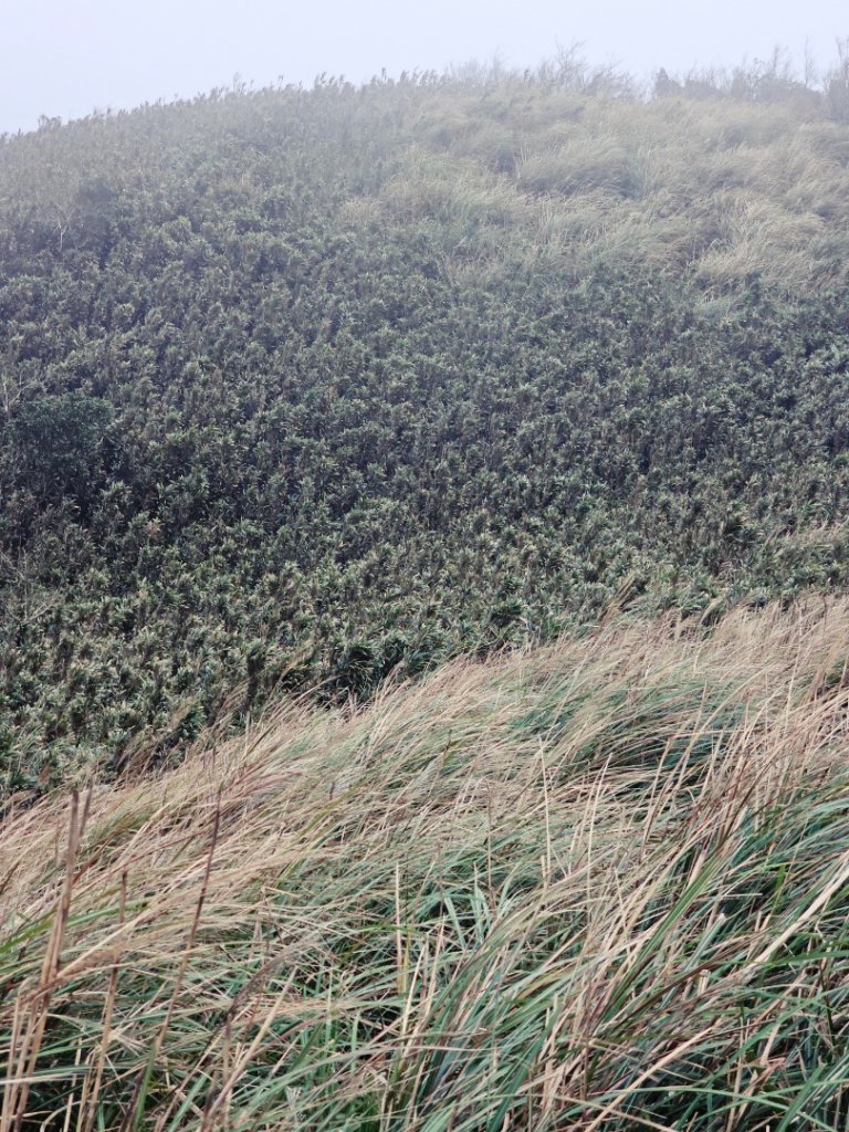 2025臺北大縱走第三段：小油坑至風櫃口_2973471