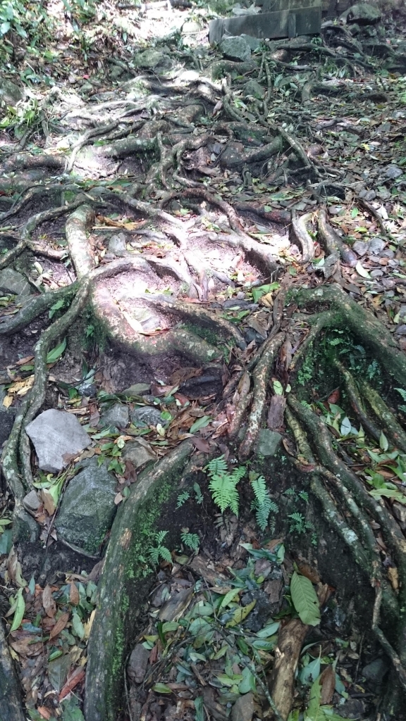 鳶嘴山步道封面圖