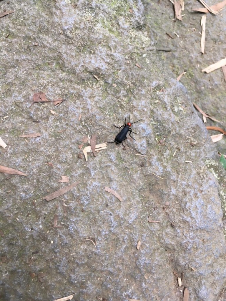 向天池-向天山-面天山_638251