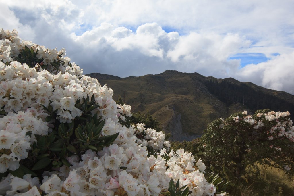 2018石門山高山杜鵑花開封面圖
