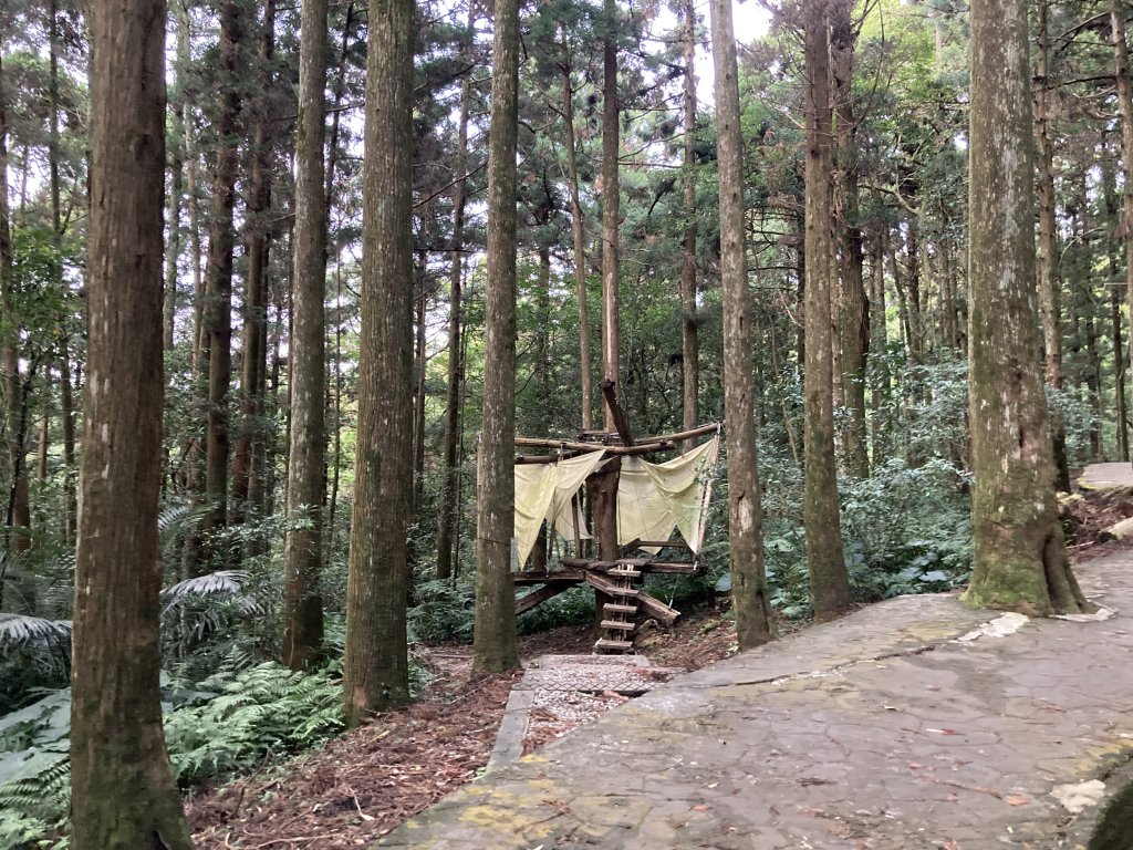 東眼山自導式步道(二訪)_2367002