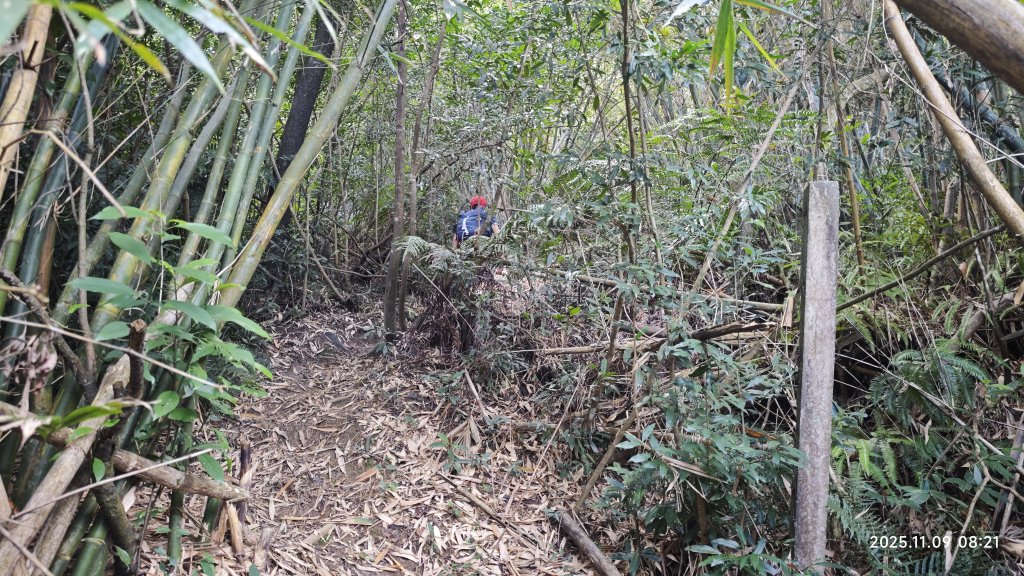 20251109 士林站到大湖站(福山宮_腰繞_燕溪古道_翠山步道_龍船岩_大溝溪)_2932328